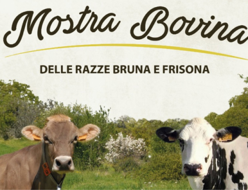 Mostra Bovina delle razze Bruna e Visona Noci 4-6 Aprile 2025
