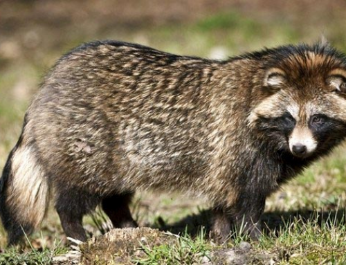 Salto di specie e nuove minacce infettive: identificato in Serbia il primo focolaio al mondo di Amdoparvovirus da canidi selvatici nel cane domestico. Nessun rischio per l’uomo