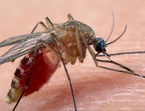 Sanità Animale e Prevenzione: rilevata la circolazione del virus West Nile in Puglia. L’IZS Puglia e Basilicata e i servizi veterinari rafforzano i controlli